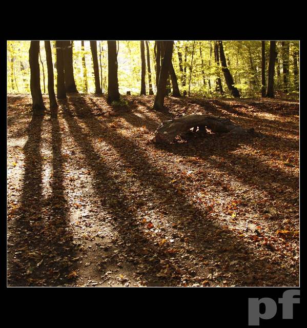 JESIENNY POŻERACZ LIŚCI - panfoto