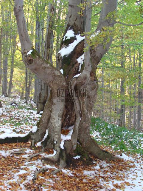 Ciekawostka - dziadekh