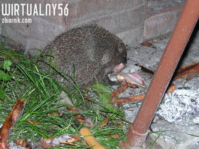 Jeż .JPG - wirtualny56