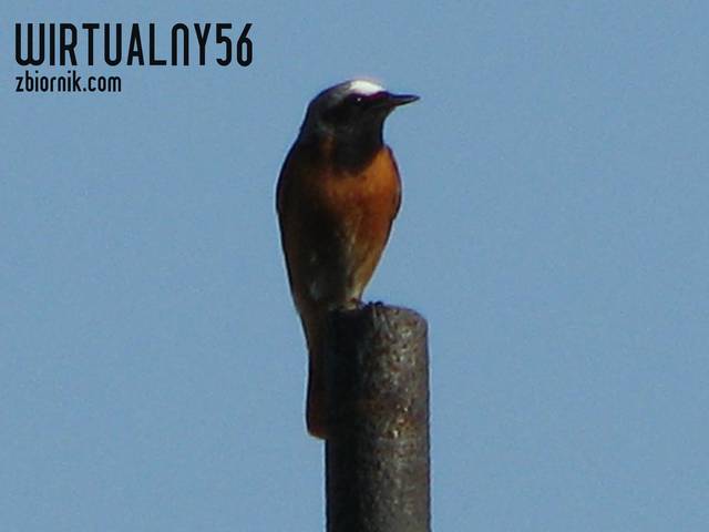 wirtualny56