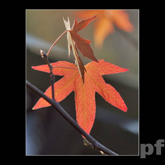 ODROBINKA SŁONECZNEJ JESIENI - panfoto