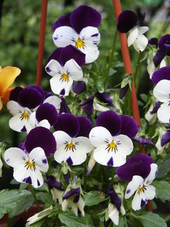 Dla Arweny z okazji... ;)