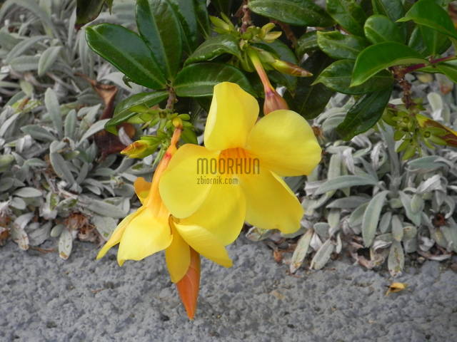 DSCN0908.JPG - moorhun