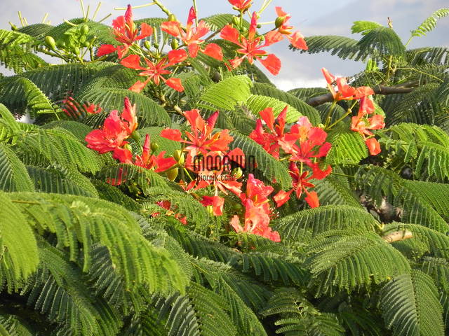 DSCN0914.JPG - moorhun