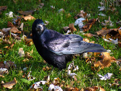Obiecywali śnieg od października