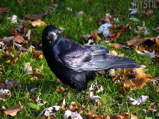 Obiecywali śnieg od października - mystic