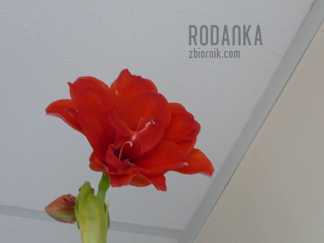 kocham kwiaty - Rodanka