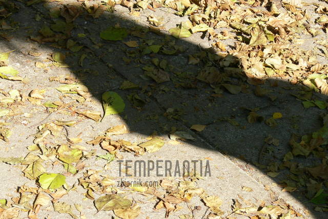 cień;) - temperantia