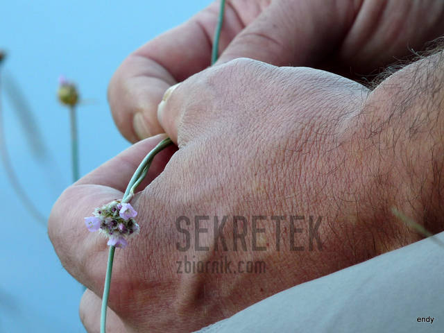 takie delikatne - sekretek