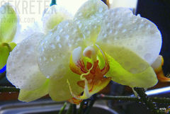 Phalaenopsis Jaunina