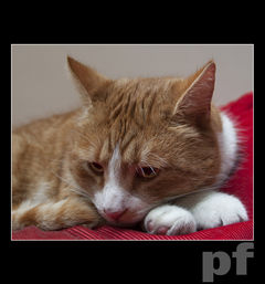 OPOWIEDZ MI BAJKĘ ... o czym chcesz