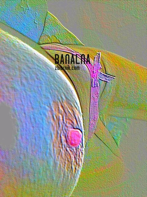 Nobody...... - banalna