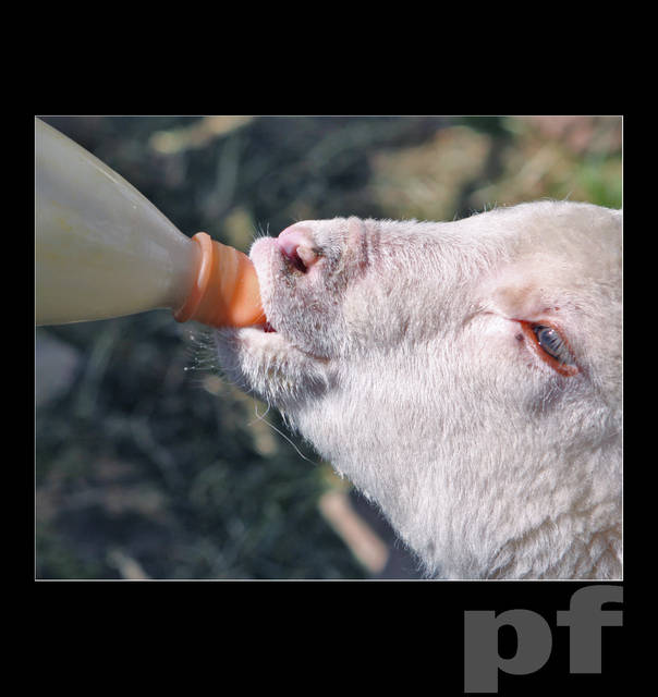 LUBIĘ CYCKAĆ - panfoto