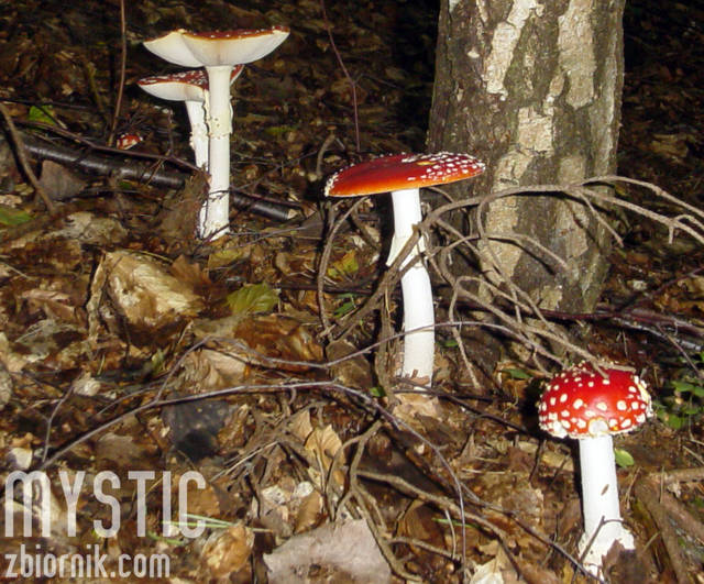 Ale będzie zupa!!! - mystic