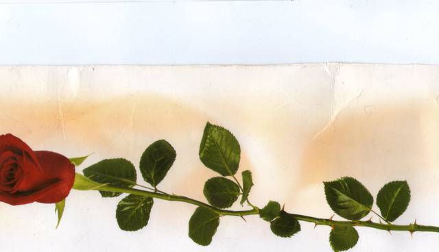 skromna różyczka dla  mojej  alinki  - walek45