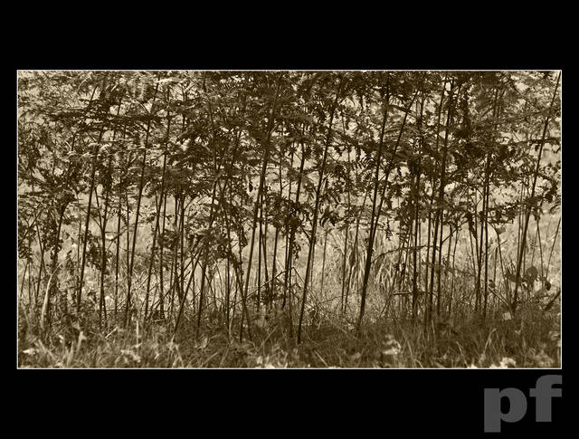 JESIENNY RYTM PAPROCI - panfoto