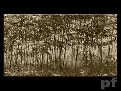 JESIENNY RYTM PAPROCI