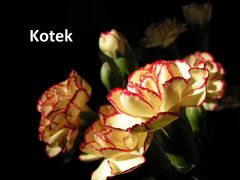 Kotku   to dla Ciebie..:))