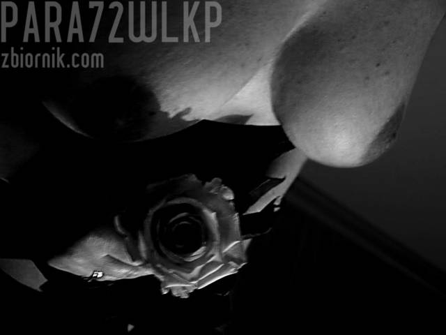 różabw.jpg - para72wlkp