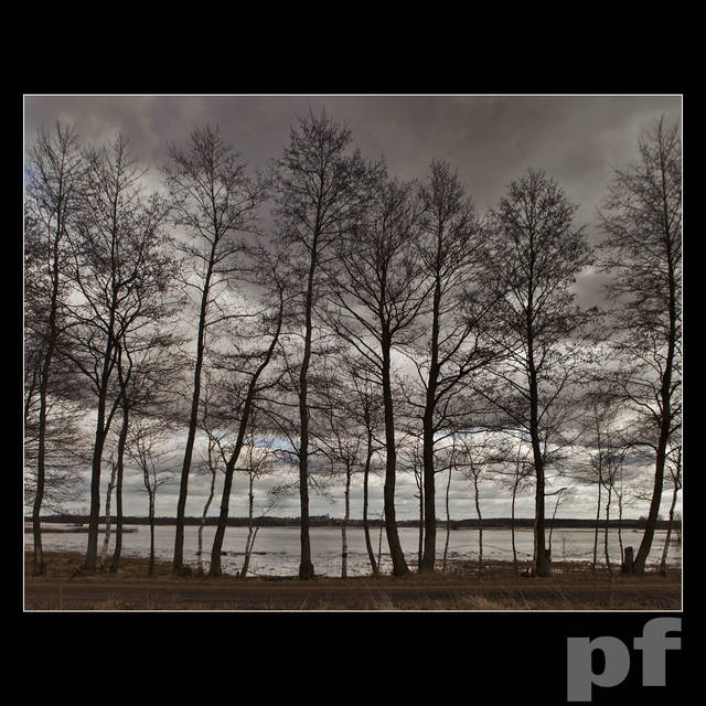 W KORONACH DRZEW - panfoto