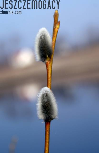to też wiosna - jeszczemogacy
