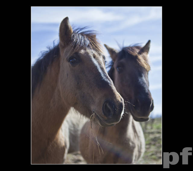 ... tylko żarcie w głowie ... - panfoto