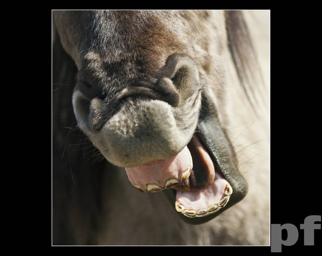 CHCĘ DO BUZI - panfoto