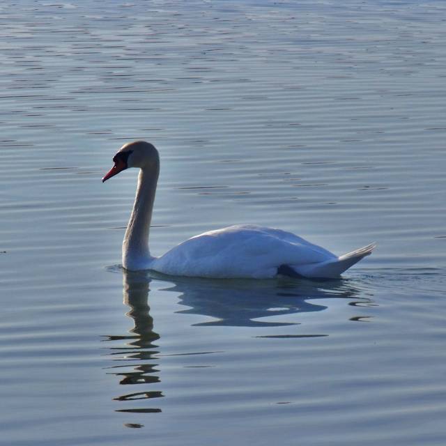 swanczynski - illsick