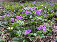 kwiecista łąka....