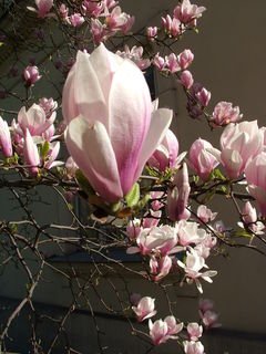 magnolia