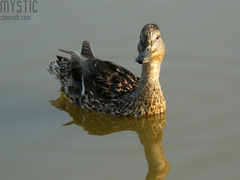 Kaczka - zdziwiaczka