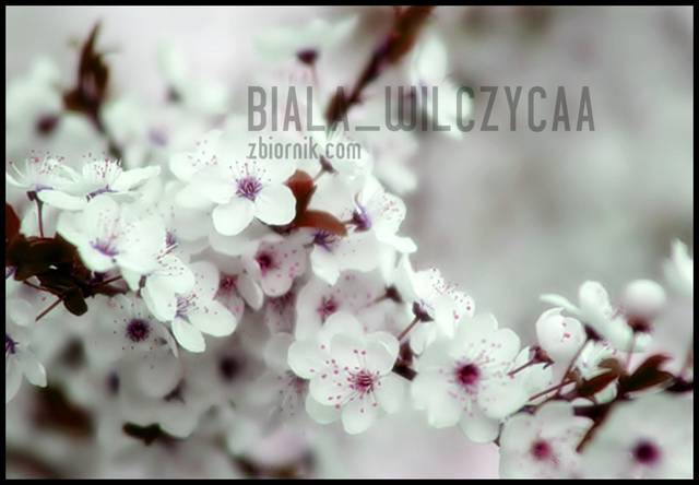 wiosna .. - biala_wilczycaa