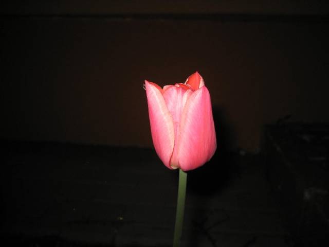 nieBANALNY kwiat - avelanche