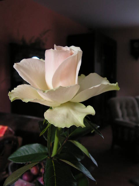 Jeszcze jedna róża dla sympatycznej..:)) - Sedecrem