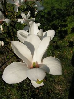 Kórnik.... wiosna wystrzeliła magnoliami.:)