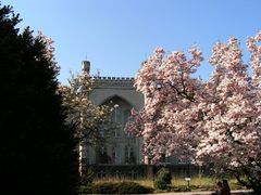 Kórnik.... wiosna wystrzeliła magnoliami.:)