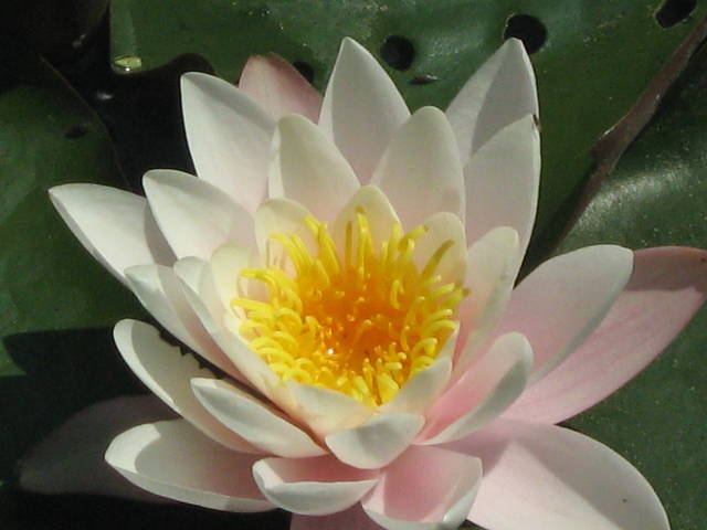 IMG_0292.JPG - 42gucia