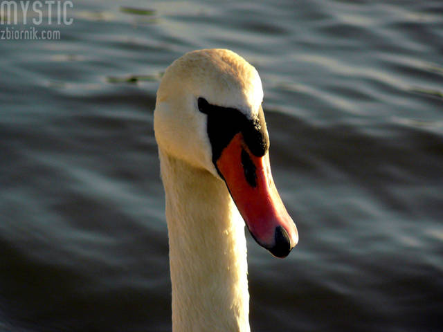 Łabędź - mystic