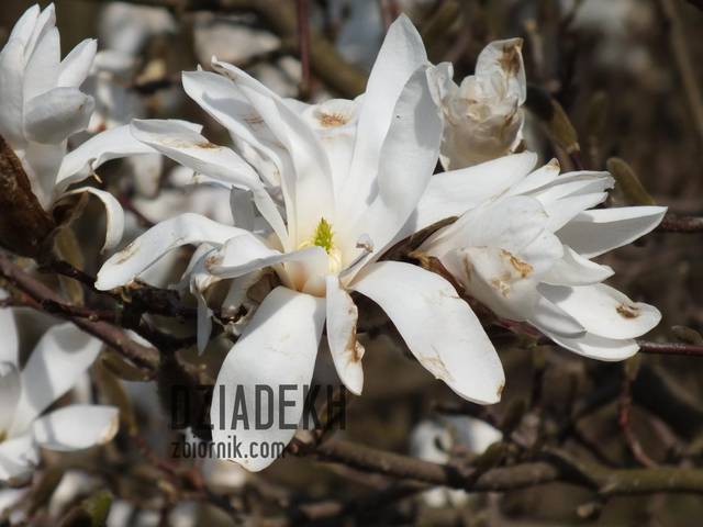 Prawie czuć zapach - dziadekh