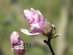 I znowu magnolie, tym razem różowe