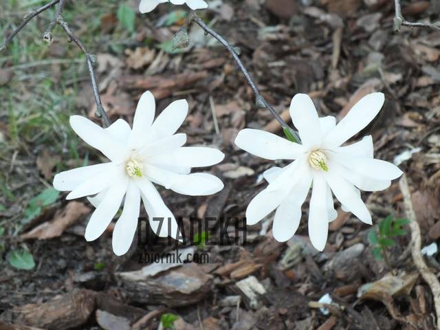 I jeszcze raz magnolie - dziadekh