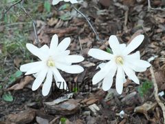 I jeszcze raz magnolie