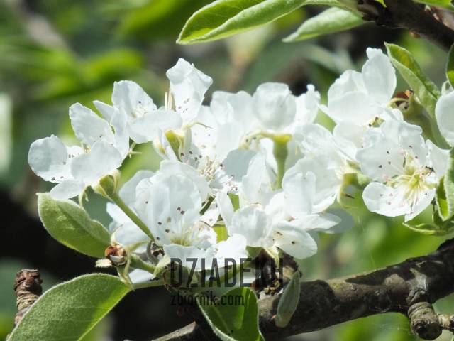 Jabłonie też już kwitną - dziadekh