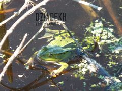 A wokół słychać żabie koncerty