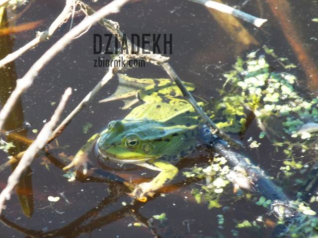 A wokół słychać żabie koncerty - dziadekh