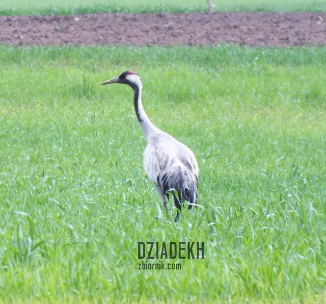 Żuraw wybrał się na wiosenny spacer - dziadekh