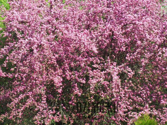 Jeszcze raz wiosna na Mazurach - dziadekh