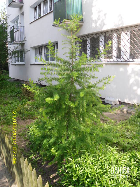 moje drzewko - osinek