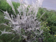 jak to można omotać ......