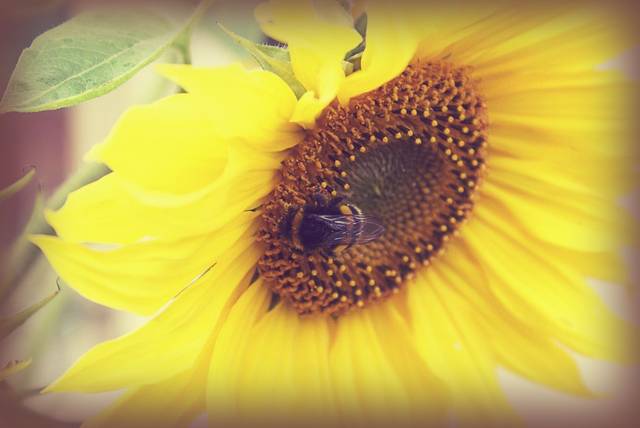 Sunflowers 2 - Etienne4
